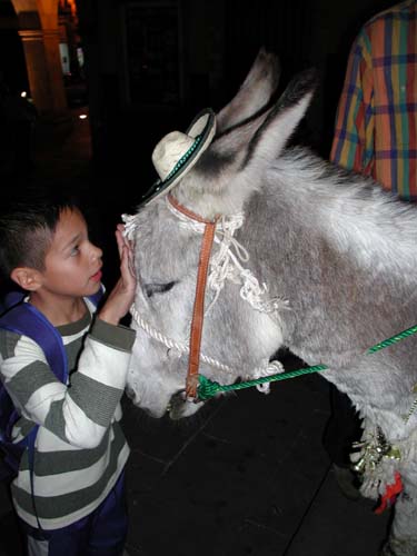 boy w donkey