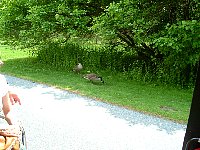 scf0018.jpg