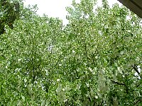 scf0031.jpg