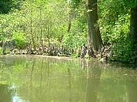 scf0055.jpg