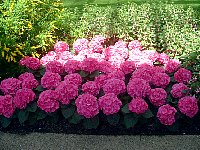 scf0060.jpg
