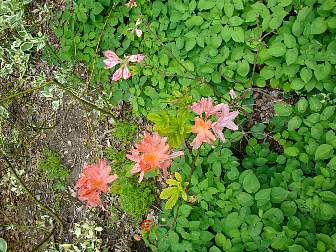 DSC09638.jpg
